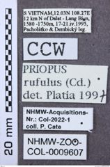 Etikett zu Melanotus mehli (Platia & Schimmel, 2001)